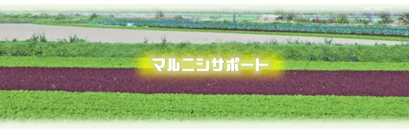 マルニシサポートの求人情報【野菜の荷卸し作業】契約社員・お祝い金・熊本県・八代市他