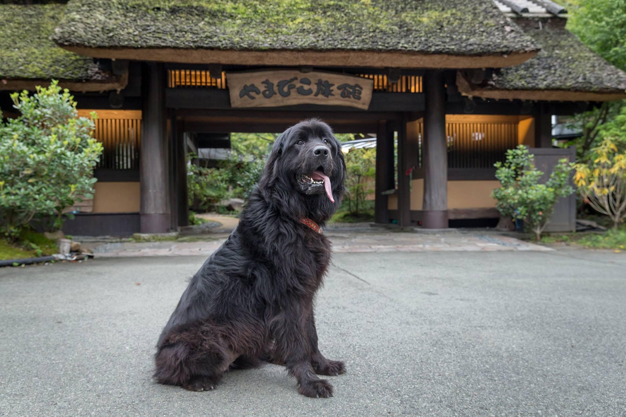 二代目看板犬の「ウメ」ちゃん。