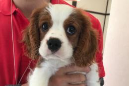 可愛いセラピー犬もいます☆