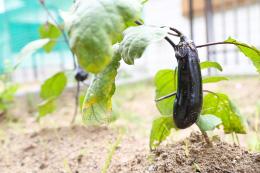 庭で出来る野菜も大事な素材です。